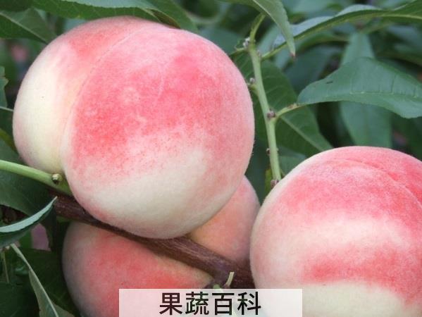 桃家族名单公布 桃类水果有哪些品种