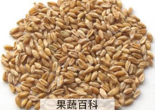 浮小麦和小麦的区别 怎样区分小麦和浮小麦