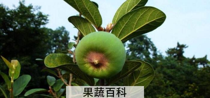 薜荔果是寒性还是热性，清热解毒防暑降暑佳品