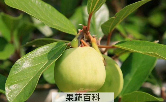 薜荔果是寒性还是热性，清热解毒防暑降暑佳品