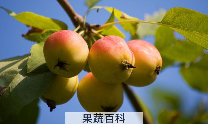 海棠是寒性还是热性，教你如何判断水果的性质？