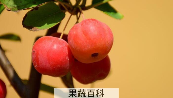 海棠是寒性还是热性，教你如何判断水果的性质？