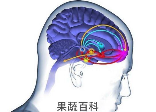 多巴胺的功效与作用