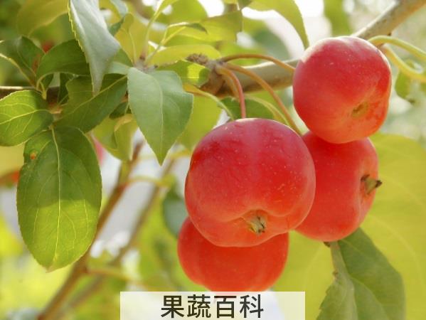 水果界双胞胎 山楂和沙果的区别