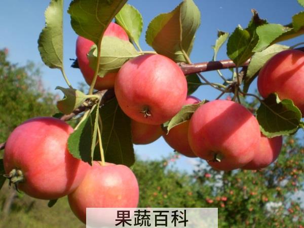 水果界双胞胎 山楂和沙果的区别