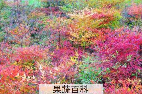 南天竹的功效与作用 南天竹的养殖方法