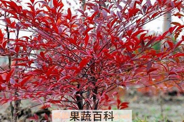 南天竹