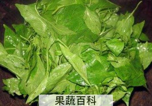 吃辣椒叶的好处有哪些 吃辣椒叶的坏处
