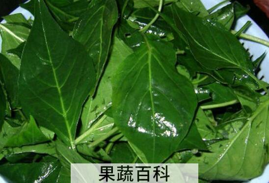 吃辣椒叶的好处有哪些 吃辣椒叶的坏处