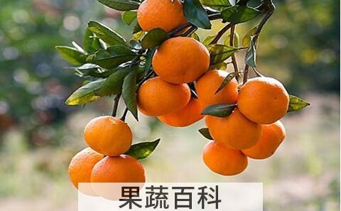 橘子不能和什么一起吃  柑橘有哪些营养价值