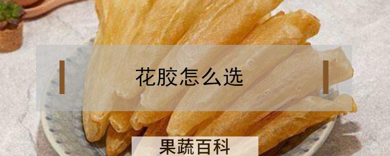 花胶怎么选