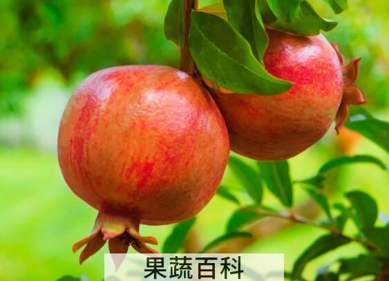 秋季吃石榴有什么好处，清热降火的养生水果