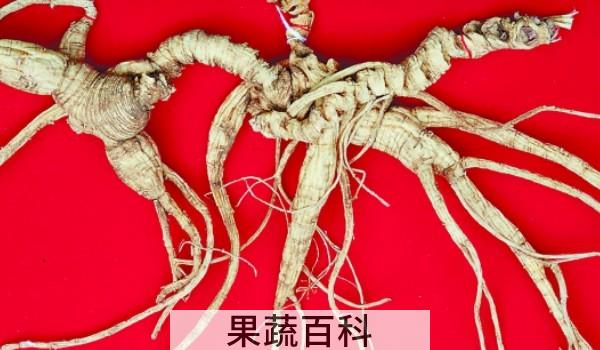 人参为什么要去芦头