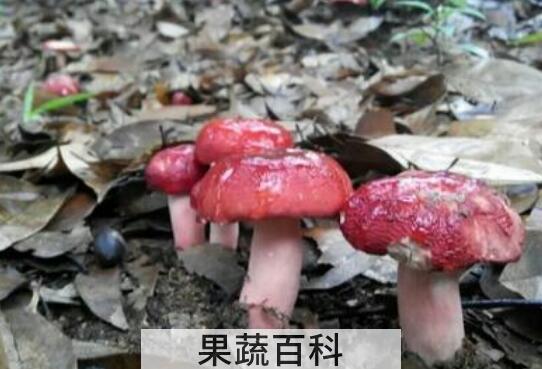 红菌菇的功效与作用