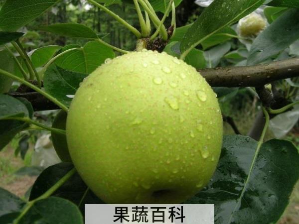 抵抗闷热清凉一夏 三伏天水果吃什么