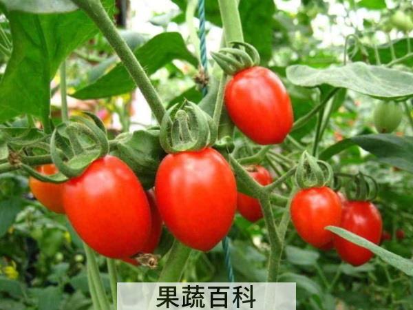 抵抗闷热清凉一夏 三伏天水果吃什么