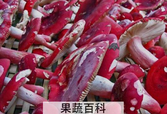 血菇和红菇有什么区别 怎么鉴别红菇