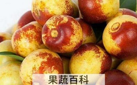 冬枣的功效与作用及禁忌