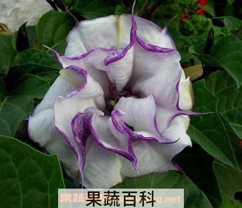曼陀罗