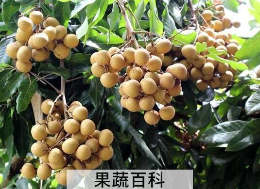 龙眼和桂圆的区别，吃龙眼的好处和坏处
