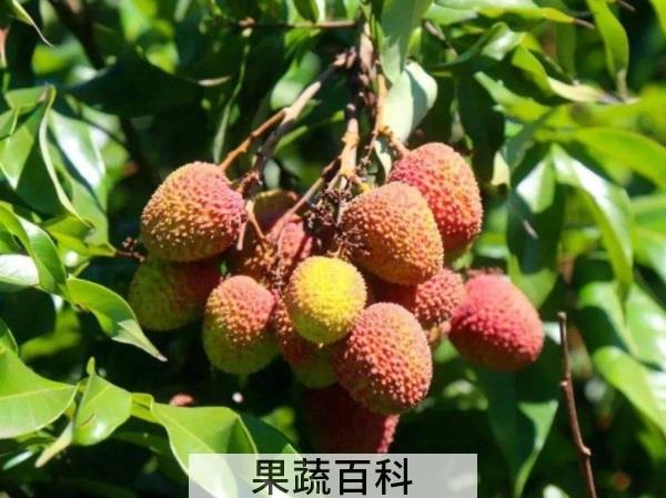 女孩尴尬的几天如何熬 经期适宜吃的水果排行榜