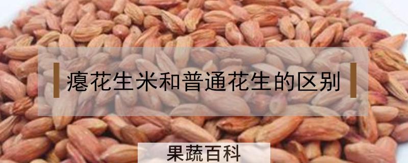 瘪花生米和普通花生的区别