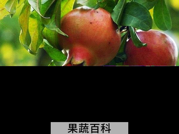 杀菌护肤抗衰老的水果战士 秋天吃石榴的好处