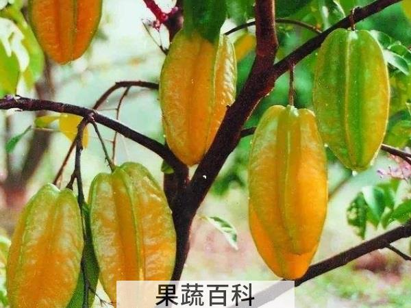 降脂肪有妙招 春季吃什么水果可以减肥