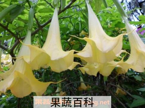曼陀罗花的功效与作用及禁忌