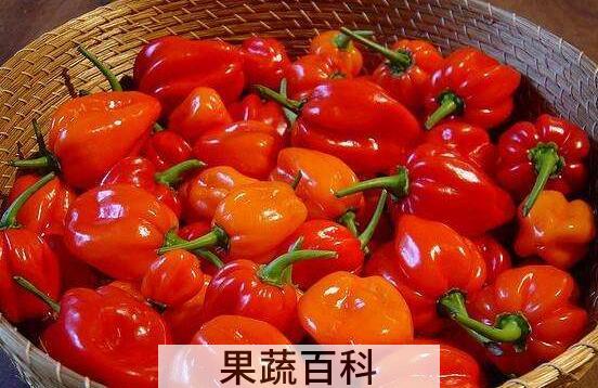 灯笼辣椒怎么吃 灯笼辣椒的食用方法