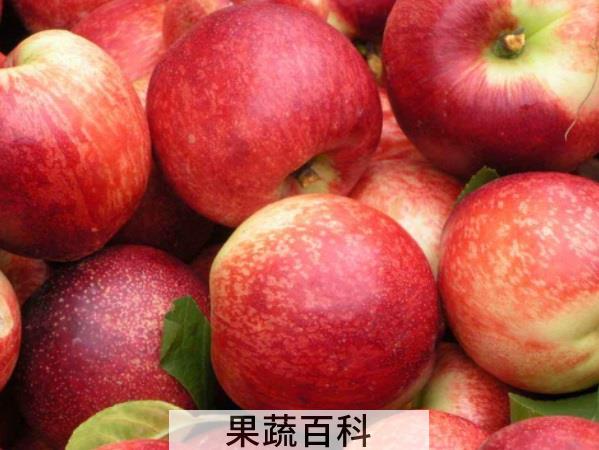 生来就是独一无二的存在 水蜜桃和毛桃区别在哪