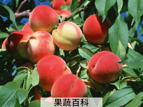 生来就是独一无二的存在 水蜜桃和毛桃区别在哪