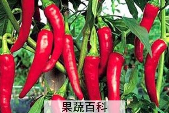 辣椒的功效与作用 辣椒的禁忌