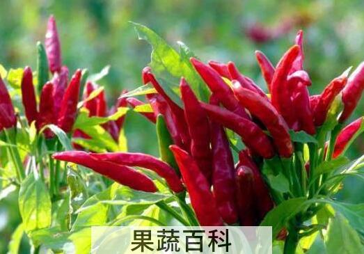 辣椒的功效与作用 辣椒的禁忌