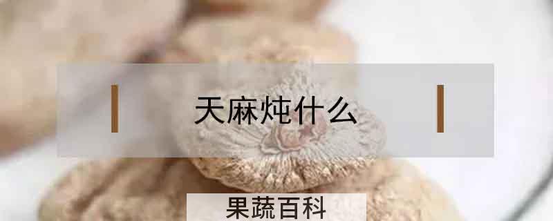 天麻炖什么