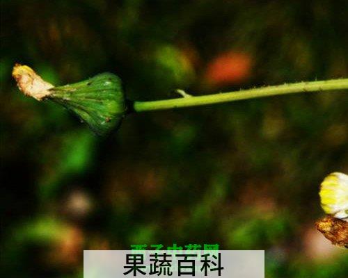 蒲公英茶