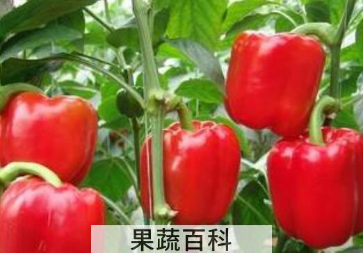红甜椒的功效与作用禁忌