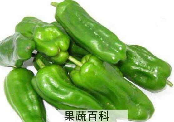 青圆椒的功效与作用禁忌