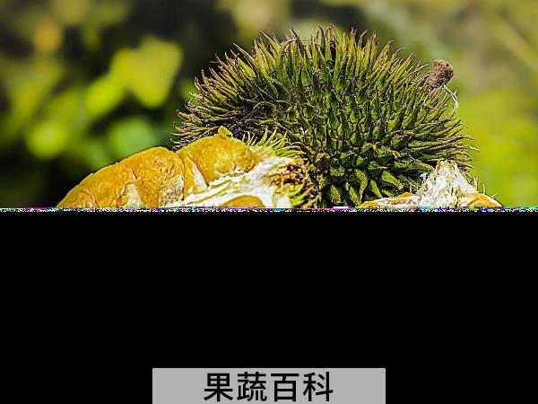 怎么挑选榴莲 薄皮大馅榴莲挑选法