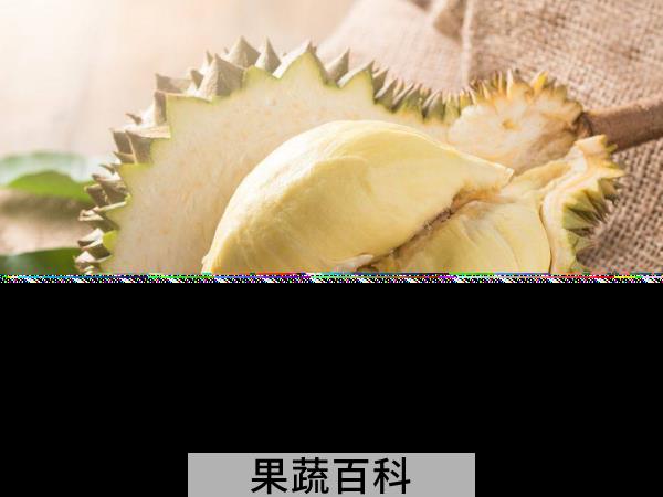 怎么挑选榴莲 薄皮大馅榴莲挑选法