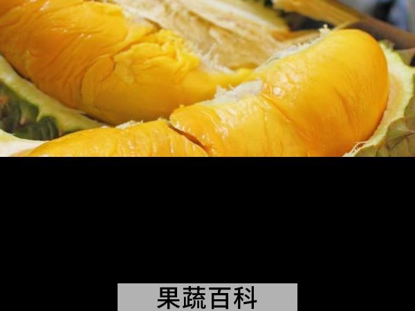 怎么挑选榴莲 薄皮大馅榴莲挑选法