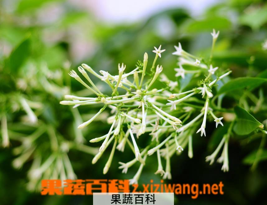 果蔬百科夜来香花有毒吗