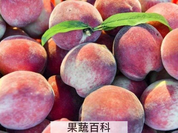 桃李满天下 夏天应季水果有哪些