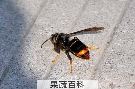 墨胸胡蜂泡酒有什么作用 墨胸胡蜂真的能蛰死人吗