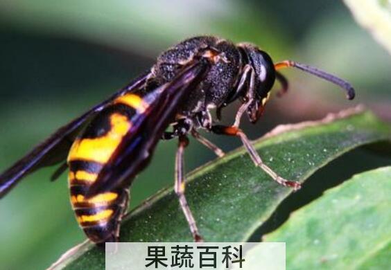 墨胸胡蜂泡酒有什么作用 墨胸胡蜂真的能蛰死人吗