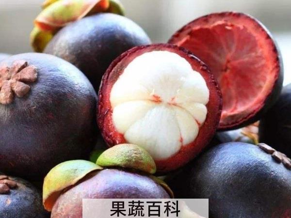 十年方开花结果 山竹有什么功效及作用