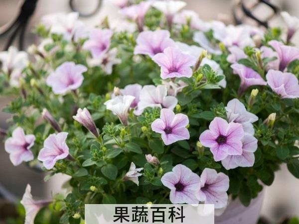 存在皆有道理 香蕉皮的用途