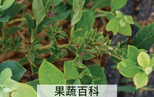 蓝莓叶的作用与功效 蓝莓叶的药用价值