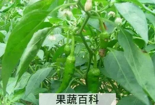 吃辣椒叶的好处有哪些