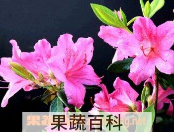 果蔬百科杜鹃花